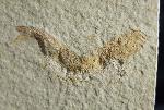 Leptolepides sprattiformis (BLAINVILLE 1818) - Bild © FossNet FossilienStore
